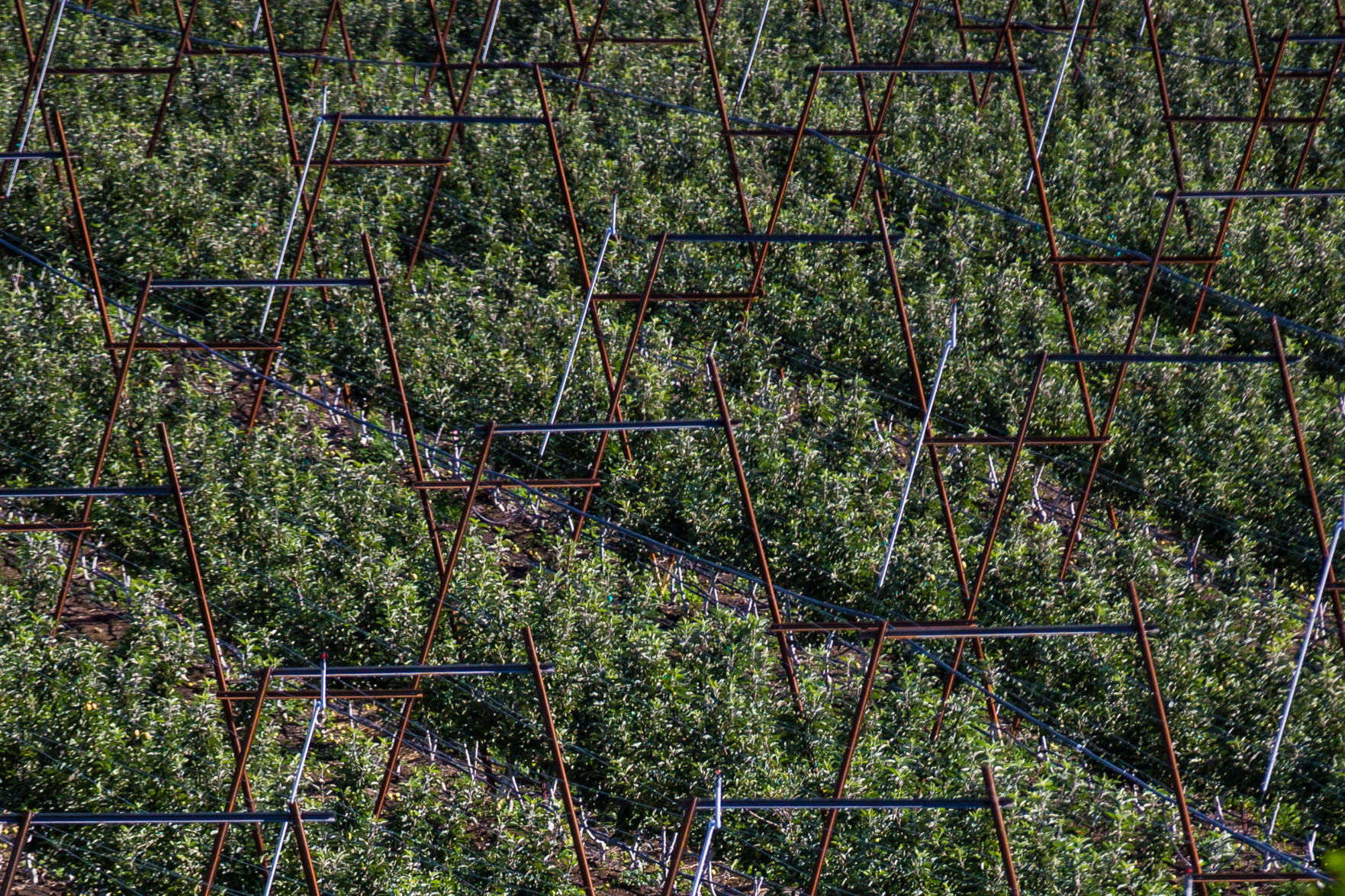 Harvesting apples
